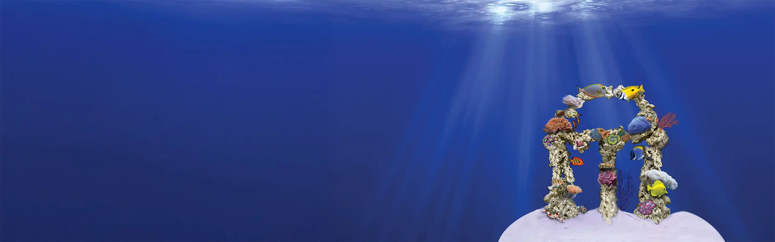 graphic design and branding banner