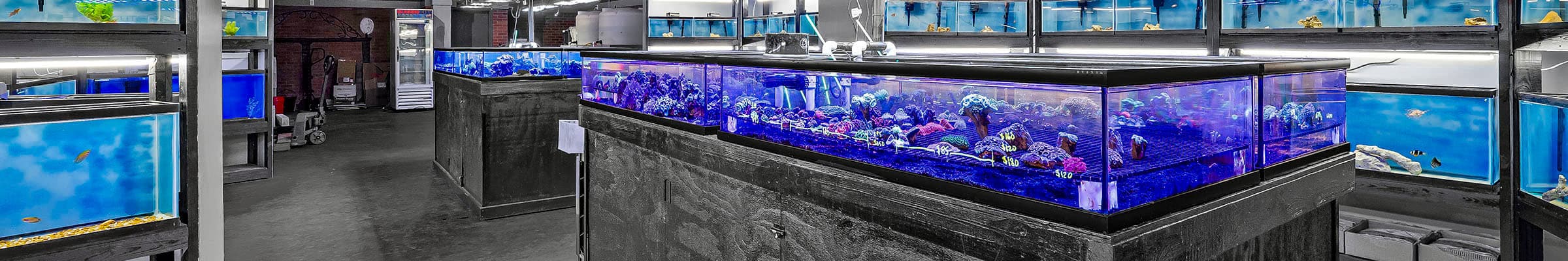 Commercial aquarium showroom with corals and fish tanks