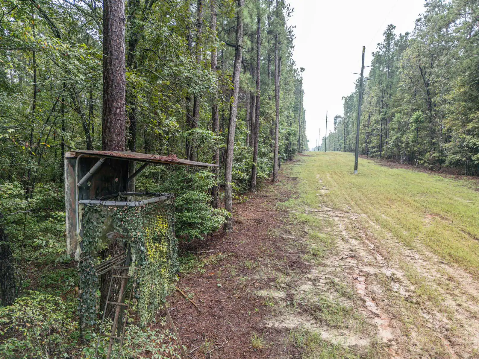 Timberland Lot Drone Photos in Dexter, GA