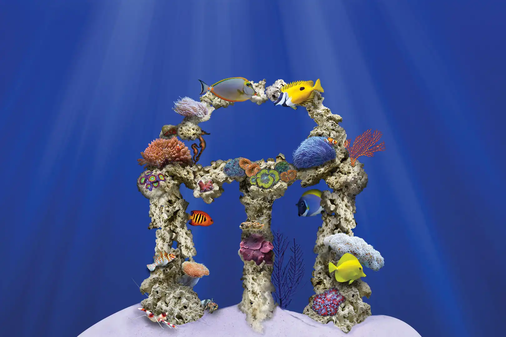 Classic City Aquariums Logo in Athens, GA
