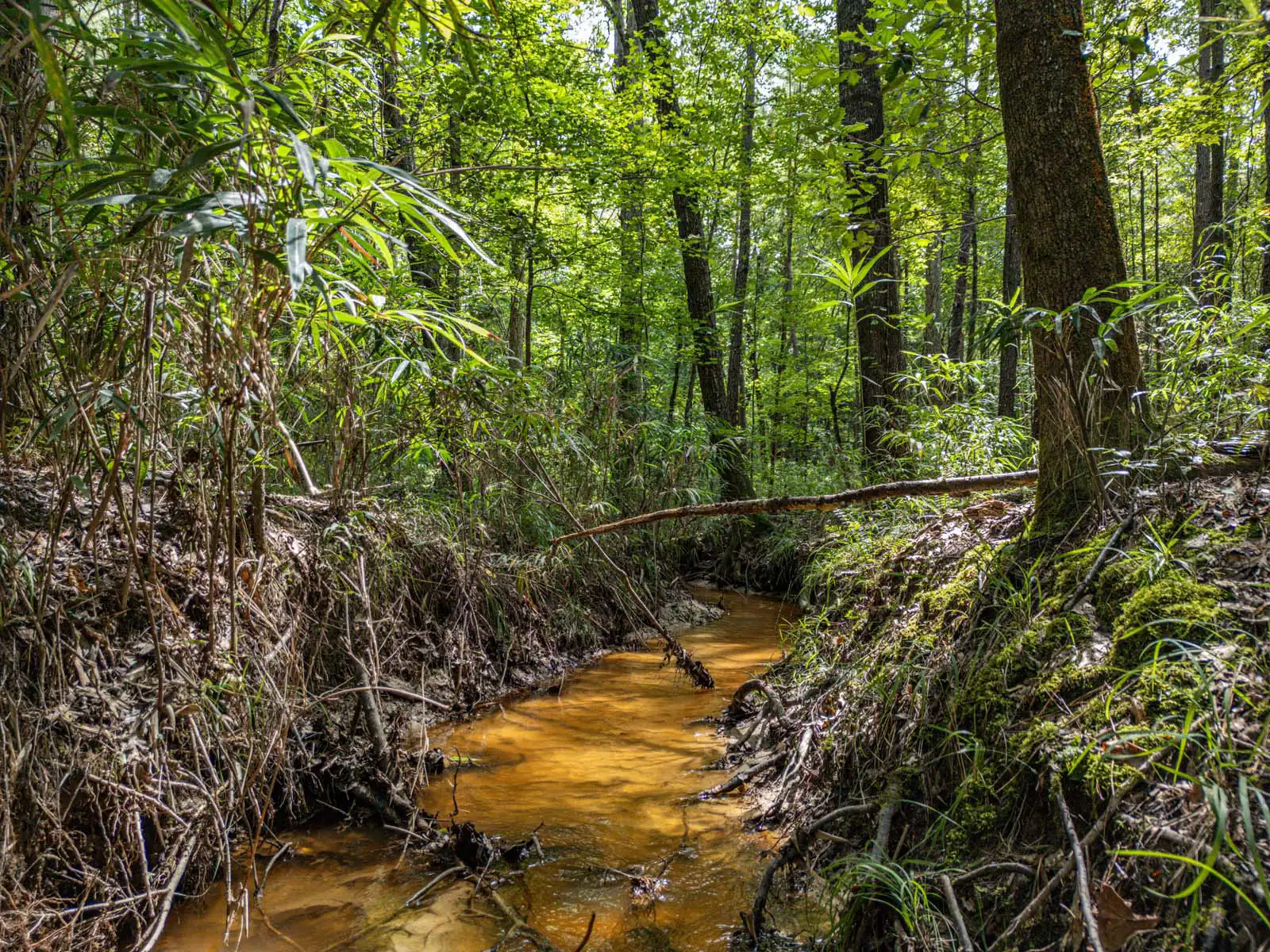 Timberland Lot With Creek Photos in Sparta, Georgia